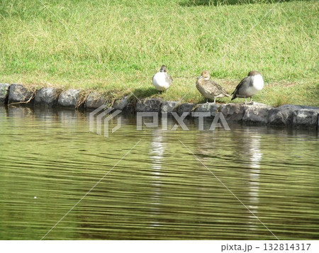 稲毛海浜公園に来た冬の渡り鳥オナガガモ 132814317