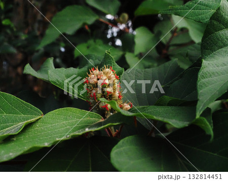 アカメガシワの雄花穂(赤芽柏の雄花の赤みを帯びた花柱) アカメガシワの雄花穂(赤芽柏の雄花の赤みを帯びた花柱) 132814451