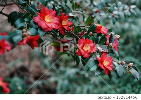 赤い山茶花の花 132814456