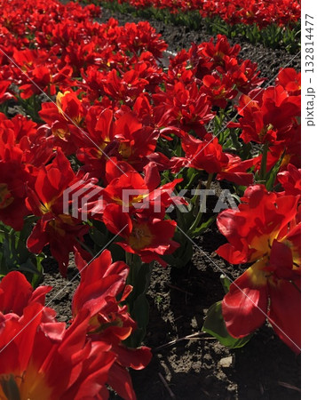 赤いチューリップ ・・・⚘・red tulips・⚘・・・ 赤いチューリップ ・・・⚘・red tulips・⚘・・・ 132814477