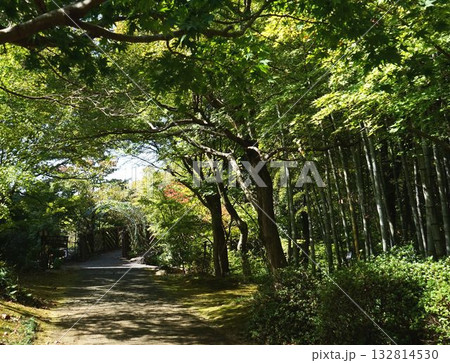 癒やしの緑のトンネル 132814530