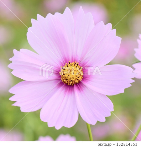 ふんわり優しいピンク色のコスモス ふんわり優しいピンク色のコスモス 132814553