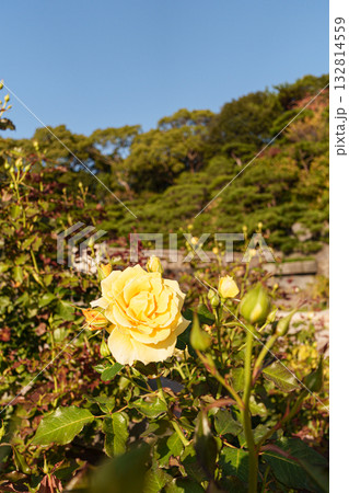 神戸市の須磨離宮公園にある庭園の満開のバラと青空 神戸市の須磨離宮公園にある庭園の満開のバラと青空 132814559