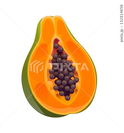Cartoon tropical ripe raw halved papaya fruit with orange flesh, clustered black seeds, smooth skin and juicy texture. Exotic healthy fruit rich in vitamins, enzymes and antioxidants, healthy eating Cartoon tropical ripe raw halved papaya fruit with orange flesh, clustered black seeds, smooth skin and juicy texture. Exotic healthy fruit rich in vitamins, enzymes and antioxidants, healthy eating 132814656