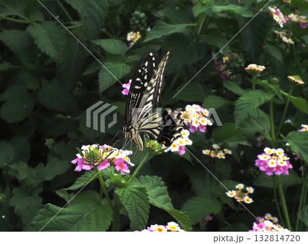 ランタナの花にとまって蜜を吸うキアゲハ（前からのアゲハチョウのアップ） 132814720