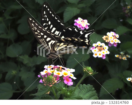 花に乗り羽ばたきながら蜜を吸うキアゲハ(ランタナにとまった黄揚羽のクローズアップ) 花に乗り羽ばたきながら蜜を吸うキアゲハ(ランタナにとまった黄揚羽のクローズアップ) 132814760
