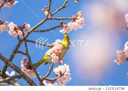 梅の蜜を吸うメジロ 132814796