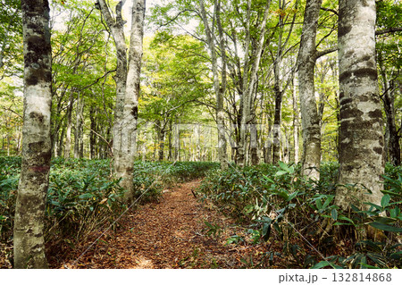 秋の森を歩く 132814868