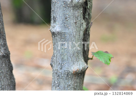 Viburnum wrightii, Wrights viburnum with red and black berries and serrated leaves, photographed in Korea. 132814869