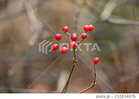 Viburnum wrightii, Wrights viburnum with red and black berries and serrated leaves, photographed in Korea. 132814876