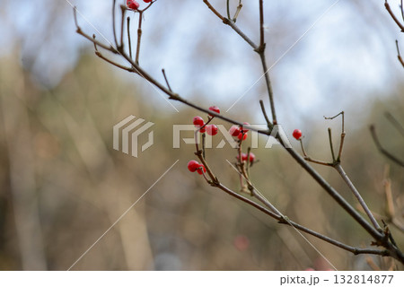 Viburnum wrightii, Wrights viburnum with red and black berries and serrated leaves, photographed in Korea. 132814877