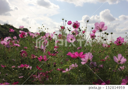 コスモス/Cosmos ~⁺+* *✿*秋桜*✿ **+⁺~ コスモス/Cosmos ~⁺+* *✿*秋桜*✿ **+⁺~ 132814959