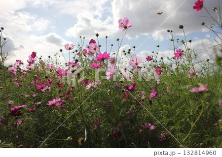 コスモス/Cosmos ~⁺+* *✿*秋桜*✿ **+⁺~ コスモス/Cosmos ~⁺+* *✿*秋桜*✿ **+⁺~ 132814960