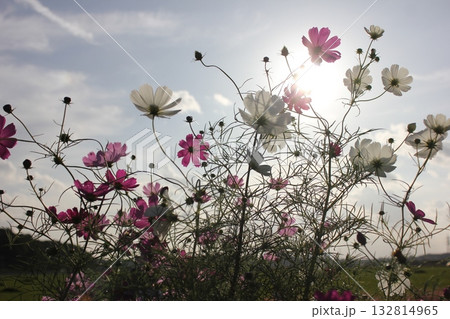 コスモス/Cosmos ~⁺+* *✿*秋桜*✿ **+⁺~ コスモス/Cosmos ~⁺+* *✿*秋桜*✿ **+⁺~ 132814965