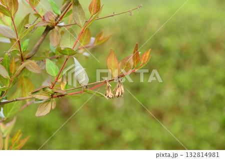 Abelia mosanensis, the Korean abelia, a semi evergreen shrub with glossy leaves and fragrant white to pink flowers blooming through summer and autumn. Photographed in Korea. Abelia mosanensis, the Korean abelia, a semi evergreen shrub with glossy leaves and fragrant white to pink flowers blooming through summer and autumn. Photographed in Korea. 132814981