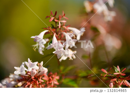 Abelia mosanensis, the Korean abelia, a semi evergreen shrub with glossy leaves and fragrant white to pink flowers blooming through summer and autumn. Photographed in Korea. 132814985