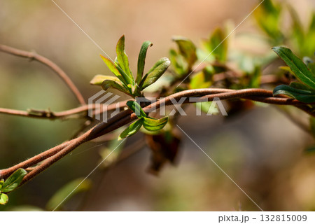Lonicera japonica, the Japanese honeysuckle, a climbing deciduous shrub with fragrant white flowers turning yellow, native to Korea. Photographed in Korea. 132815009