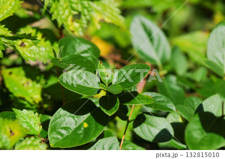 Lonicera japonica, the Japanese honeysuckle, a climbing deciduous shrub with fragrant white flowers turning yellow, native to Korea. Photographed in Korea. 132815010