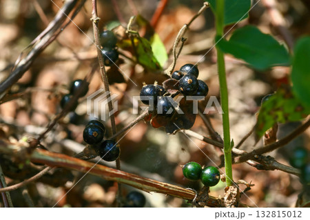 Lonicera japonica, the Japanese honeysuckle, a climbing deciduous shrub with fragrant white flowers turning yellow, native to Korea. Photographed in Korea. Lonicera japonica, the Japanese honeysuckle, a climbing deciduous shrub with fragrant white flowers turning yellow, native to Korea. Photographed in Korea. 132815012