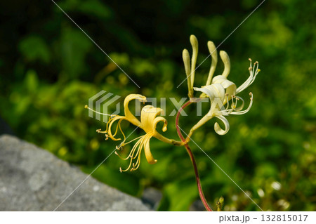 Lonicera japonica, the Japanese honeysuckle, a climbing deciduous shrub with fragrant white flowers turning yellow, native to Korea. Photographed in Korea. Lonicera japonica, the Japanese honeysuckle, a climbing deciduous shrub with fragrant white flowers turning yellow, native to Korea. Photographed in Korea. 132815017