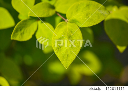 Lonicera praeflorens, early honeysuckle with pale pink flowers blooming before leaves, photographed in Korea. 132815113