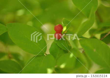 Lonicera praeflorens, early honeysuckle with pale pink flowers blooming before leaves, photographed in Korea. 132815114