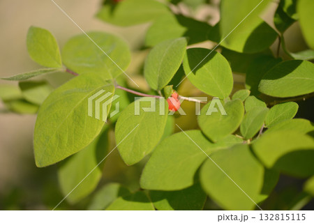 Lonicera praeflorens, early honeysuckle with pale pink flowers blooming before leaves, photographed in Korea. Lonicera praeflorens, early honeysuckle with pale pink flowers blooming before leaves, photographed in Korea. 132815115