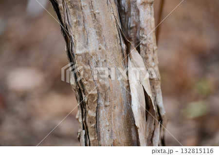 Lonicera praeflorens, early honeysuckle with pale pink flowers blooming before leaves, photographed in Korea. 132815116