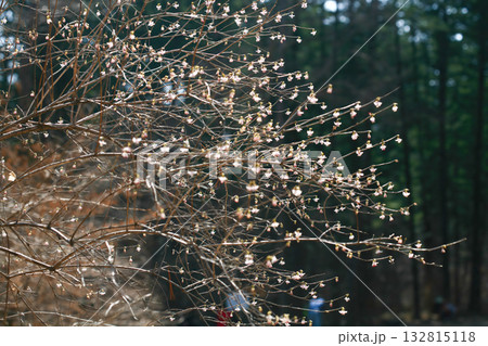 Lonicera praeflorens, early honeysuckle with pale pink flowers blooming before leaves, photographed in Korea. 132815118