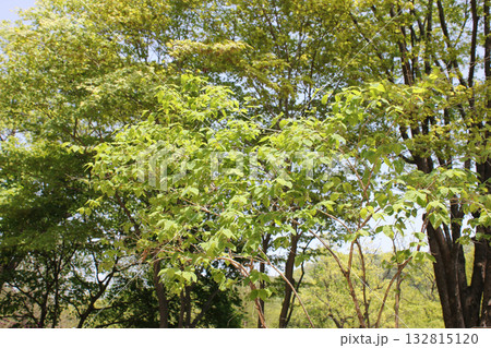 Lonicera praeflorens, early honeysuckle with pale pink flowers blooming before leaves, photographed in Korea. 132815120