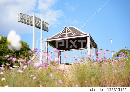 神戸総合運動公園のコスモスの丘に咲くコスモスと展望台と照明灯 神戸総合運動公園のコスモスの丘に咲くコスモスと展望台と照明灯 132815125