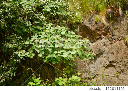Viburnum carlesii Korean spice viburnum with fragrant white-pink flowers and black berries, photographed in Korea. 132815191