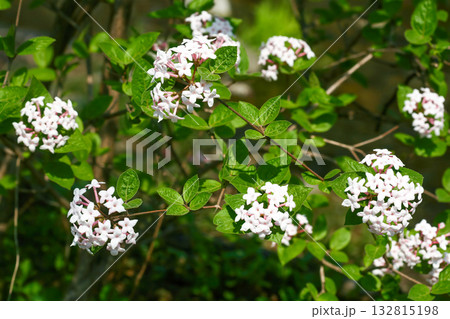 Viburnum carlesii Korean spice viburnum with fragrant white-pink flowers and black berries, photographed in Korea. Viburnum carlesii Korean spice viburnum with fragrant white-pink flowers and black berries, photographed in Korea. 132815198