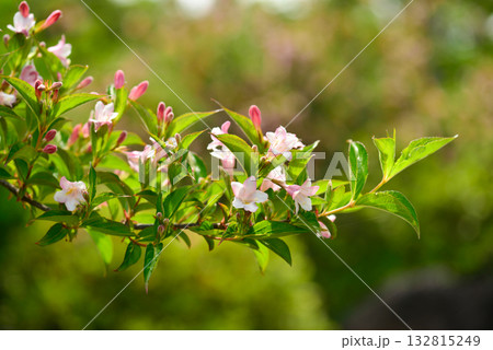 Weigela subsessilis a Korean endemic shrub of the honeysuckle family, bearing bell-shaped flowers that change from yellow to red in late April. Photographed in Korea. Weigela subsessilis a Korean endemic shrub of the honeysuckle family, bearing bell-shaped flowers that change from yellow to red in late April. Photographed in Korea. 132815249
