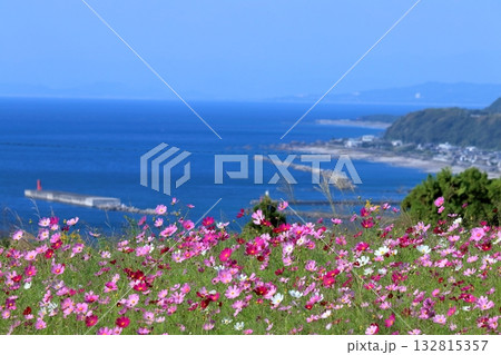 彩るコスモスと土佐湾 (高知県 奈半利町) 彩るコスモスと土佐湾 (高知県 奈半利町) 132815357