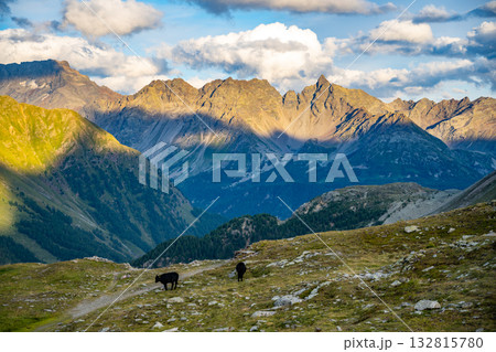The sun sets over Bernina Pass, casting golden light on the rugged Swiss Alps. Cows graze peacefully on the alpine slopes, surrounded by stunning mountain vistas. 132815780