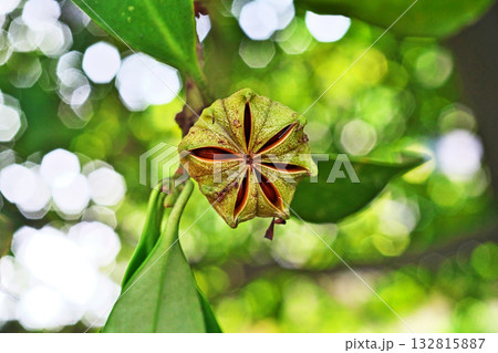 裂開して中の種子が見えるシキミの実(秋、十月) 裂開して中の種子が見えるシキミの実(秋、十月) 132815887
