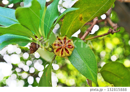 裂開して中の種子が見えるシキミの実(秋、十月) 裂開して中の種子が見えるシキミの実(秋、十月) 132815888