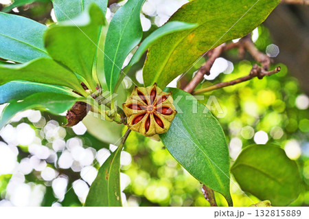 裂開して中の種子が見えるシキミの実（秋、十月） 132815889