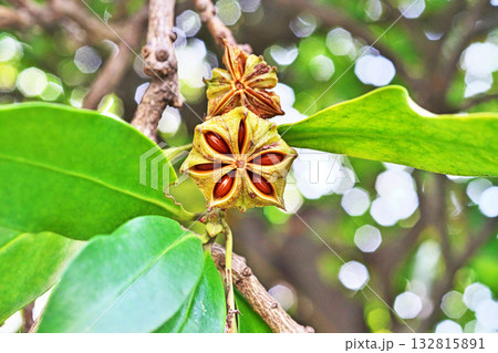 裂開して中の種子が見えるシキミの実（秋、十月） 132815891