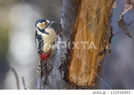 木の枝に止まるヤマガラ 木の枝に止まるヤマガラ 132816001