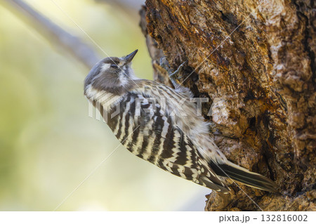 コゲラが餌を咥えている 132816002