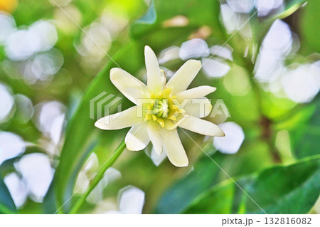 季節外れのシキミの花（秋、十月） 132816082