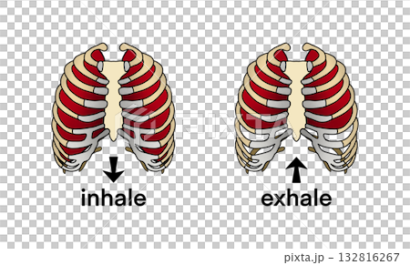 Anatomical illustration showing human rib cage movement during breathing, inhalation and exhalation, diagram highlights intercostal muscles expanding and contracting to support respiration mechanics 132816267