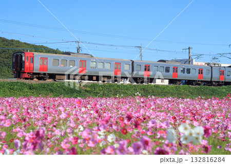 コスモス畑と813系電車(JR九州) コスモス畑と813系電車(JR九州) 132816284