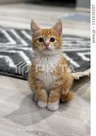 Homeless or lost cat is in vet clinic or animal shelter. Cat at animal shelter. 132816287