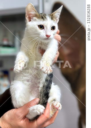 Homeless or lost cat is in vet clinic or animal shelter. Cat at animal shelter. 132816288