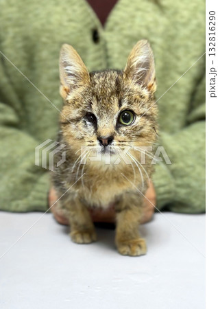 Cat with an injured eye at a veterinary clinic. Homeless or lost cat animal shelter. 132816290