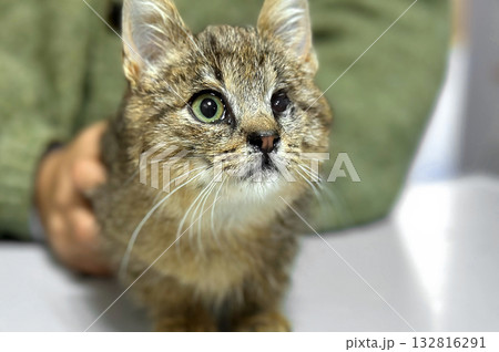 Cat with an injured eye at a veterinary clinic. Homeless or lost cat animal shelter. 132816291