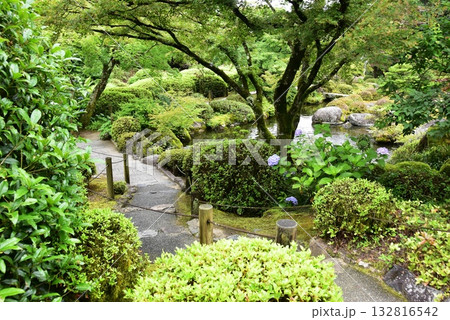 宇治市　三室戸寺庭園散策路と池泉と紫陽花と新緑 132816542